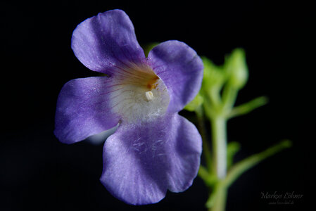 Limnophila aromatica 'mini' Blüte 2.jpg