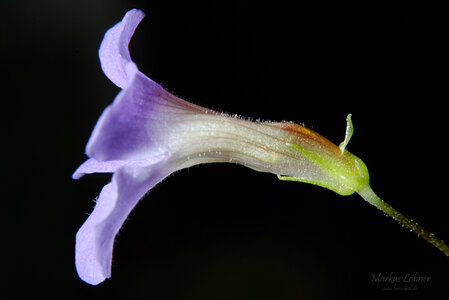 Limnophila aromatica 'mini' Blüte 4.jpg