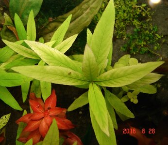 Hygrophila corymbosa_Ludwigia palustris Rot.jpg