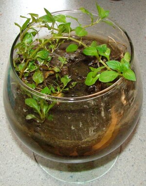 k Ludwigia palustris grün im Glas DSC04423.jpg