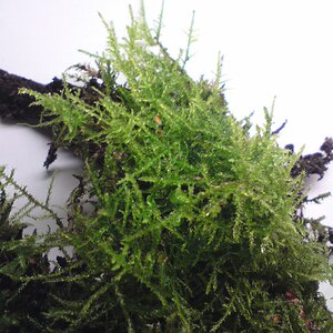 Native Kindbergia praelonga