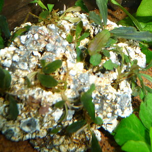 Bucephalandra Lamandau metallic blue