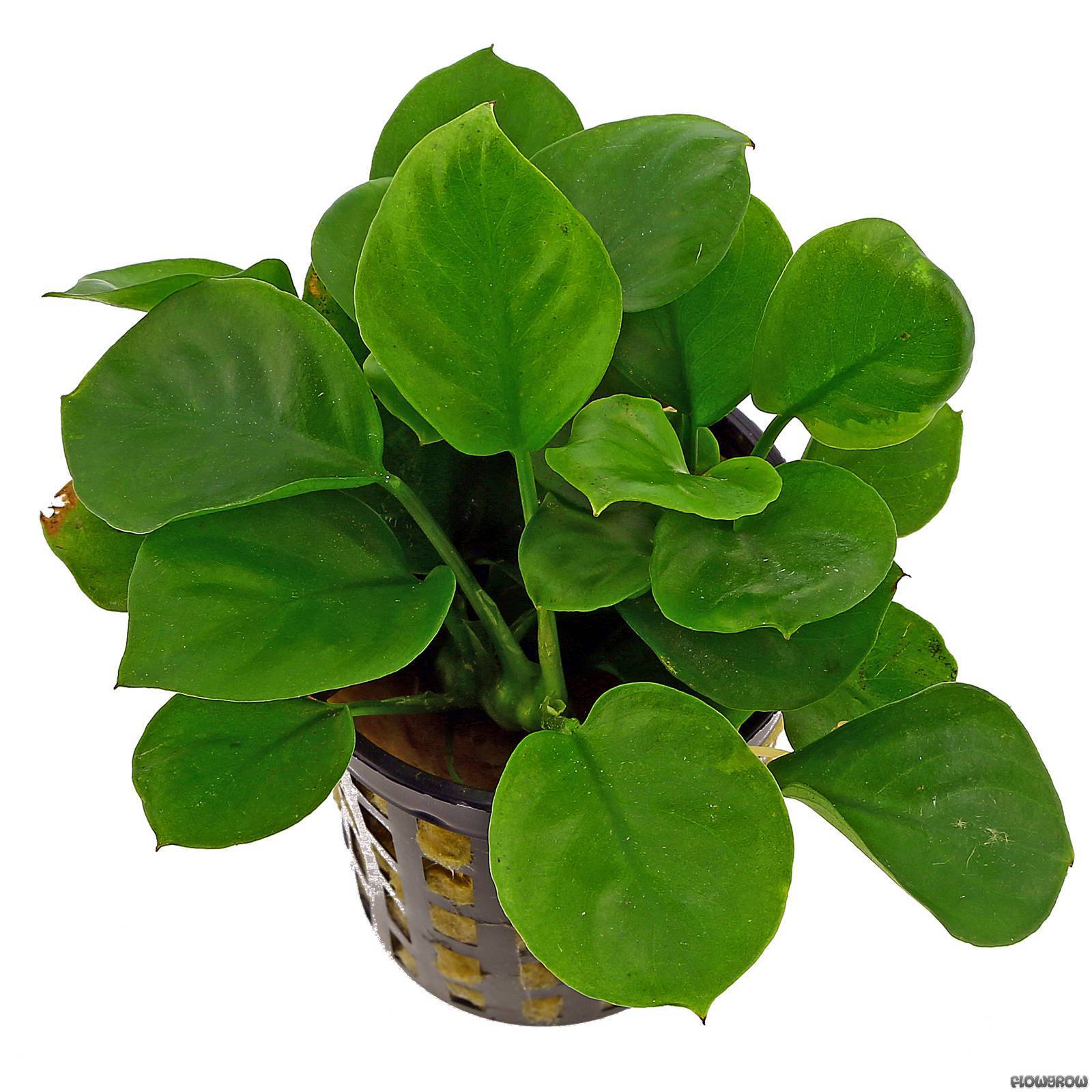 Anubias barteri �Round Leaf� Round leaf Anubias