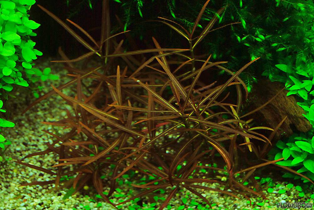 Hygrophila lancea (H. sp. "Araguaia") - Flowgrow Aquatic