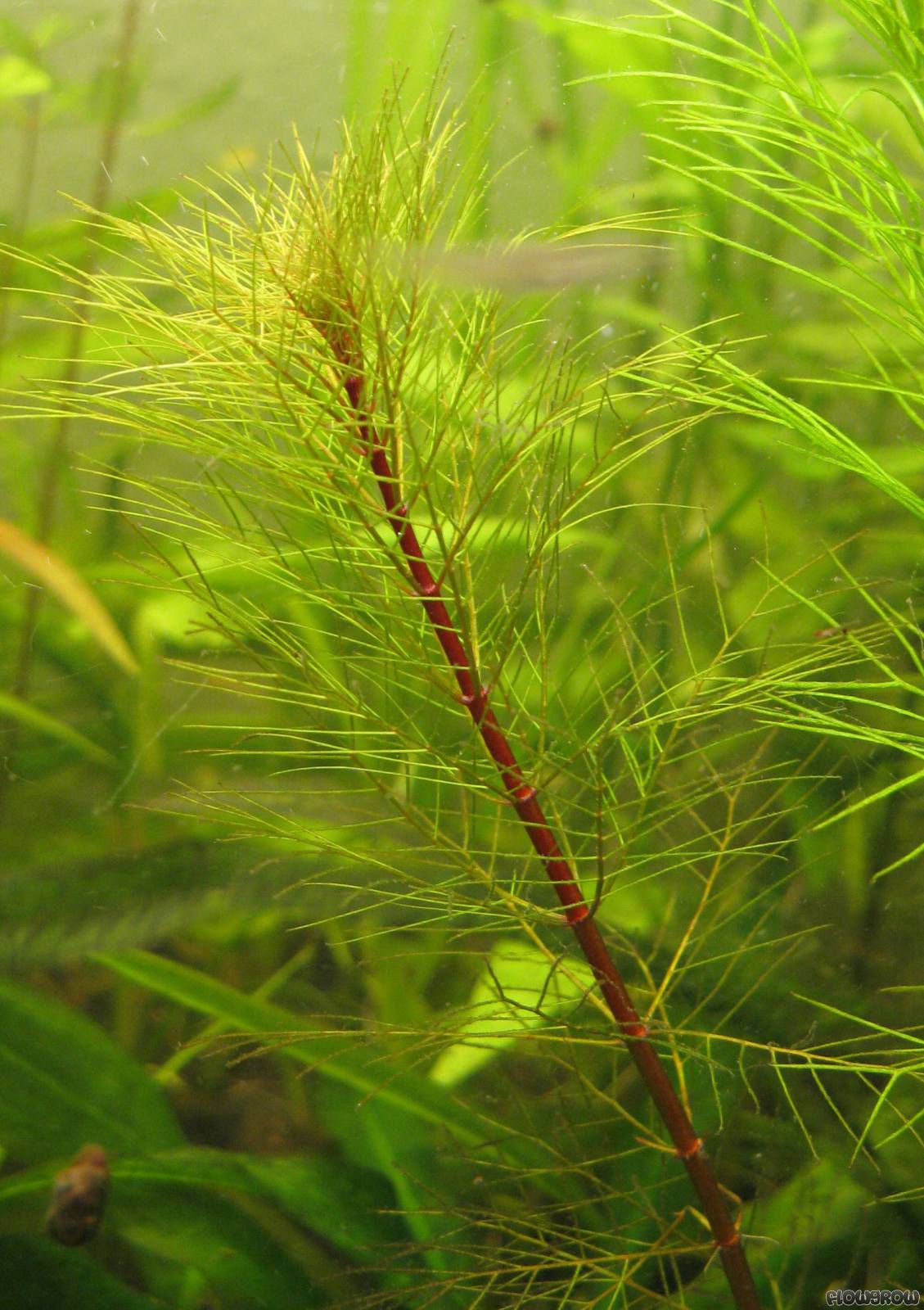 myriophyllum-cf-aquaticum-red-stem-4f7a0