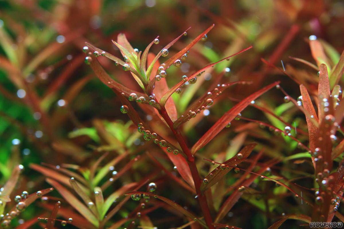 Rotala sp. 'Colorata' - Flowgrow Aquatic Plant Database