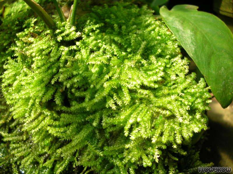 Vesicularia montagnei "Christmas Moss" - Flowgrow Aquatic Plant Database