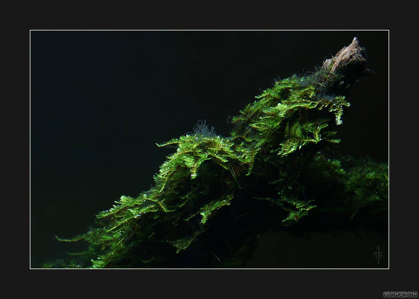 Vesicularia montagnei "Christmas Moss" - Flowgrow Aquatic Plant Database