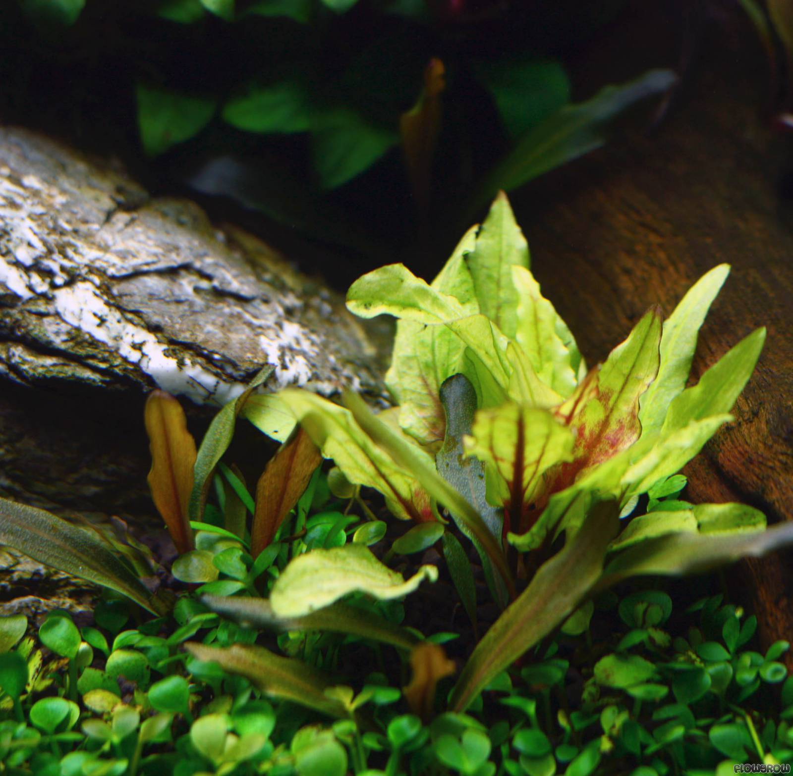 Cryptocoryne wendtii 'Green Gecko' - Flowgrow ...