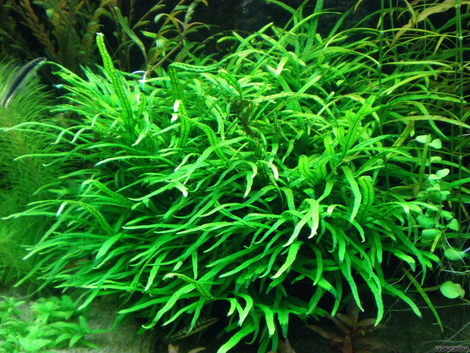 http://www.flowgrow.de/db/images/wasserpflanzen/detail/microsorum-pteropus-trident-513e5216932c8.jpg