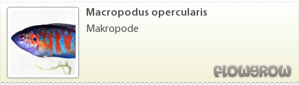 $Macropodus opercularis