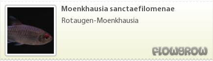 $Moenkhausia sanctaefilomenae