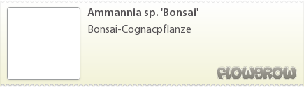 $Ammannia sp. 'Bonsai'