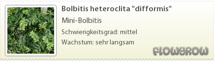 $Bolbitis heteroclita "difformis" $Bolbitis heteroclita "difformis"