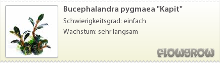 $Bucephalandra pygmaea "Kapit"