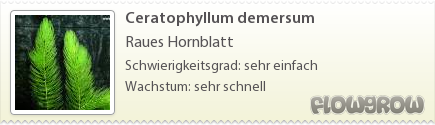 $Ceratophyllum demersum
