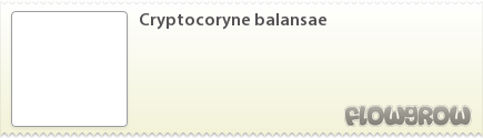 $Cryptocoryne balansae