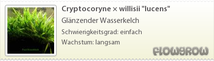 $Cryptocoryne × willisii "lucens"