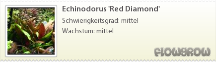 $Echinodorus 'Red Diamond'