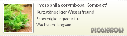 $Hygrophila corymbosa 'Kompakt'