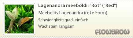 $Lagenandra meeboldii "Rot" ("Red")