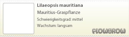$Lilaeopsis mauritiana