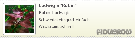 $Ludwigia "Rubin"