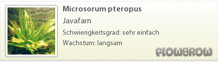$Microsorum pteropus