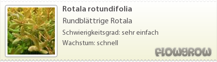 $Rotala rotundifolia