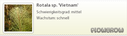 $Rotala sp. 'Vietnam'