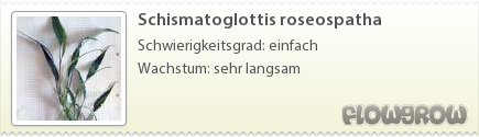 $Schismatoglottis roseospatha $Schismatoglottis roseospatha