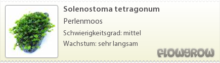 $Solenostoma tetragonum $Solenostoma tetragonum