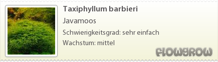 $Taxiphyllum barbieri $Taxiphyllum barbieri