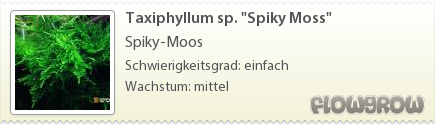 Taxiphyllum sp. "Spiky Moss"