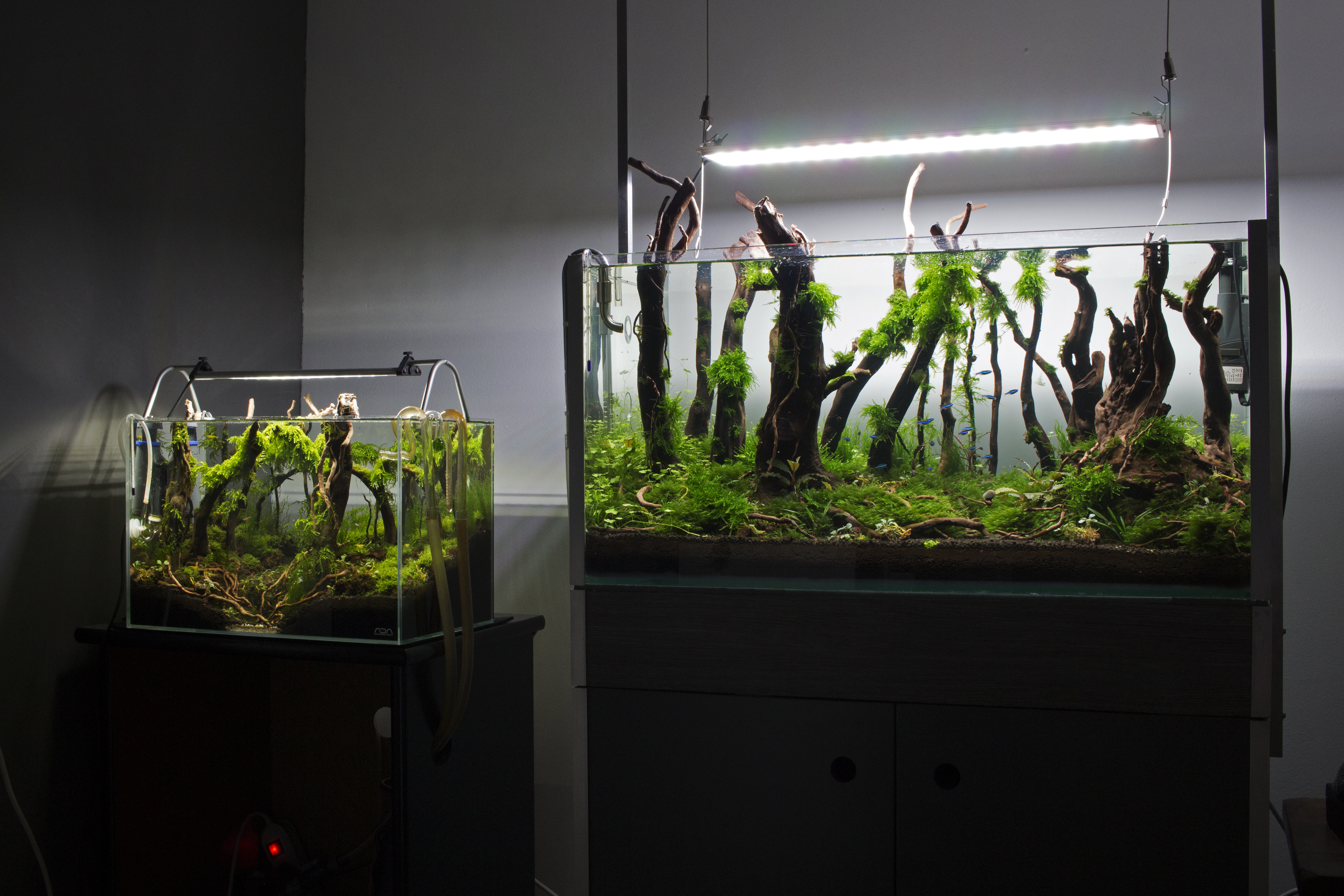 ada 45p and 80 cm forests