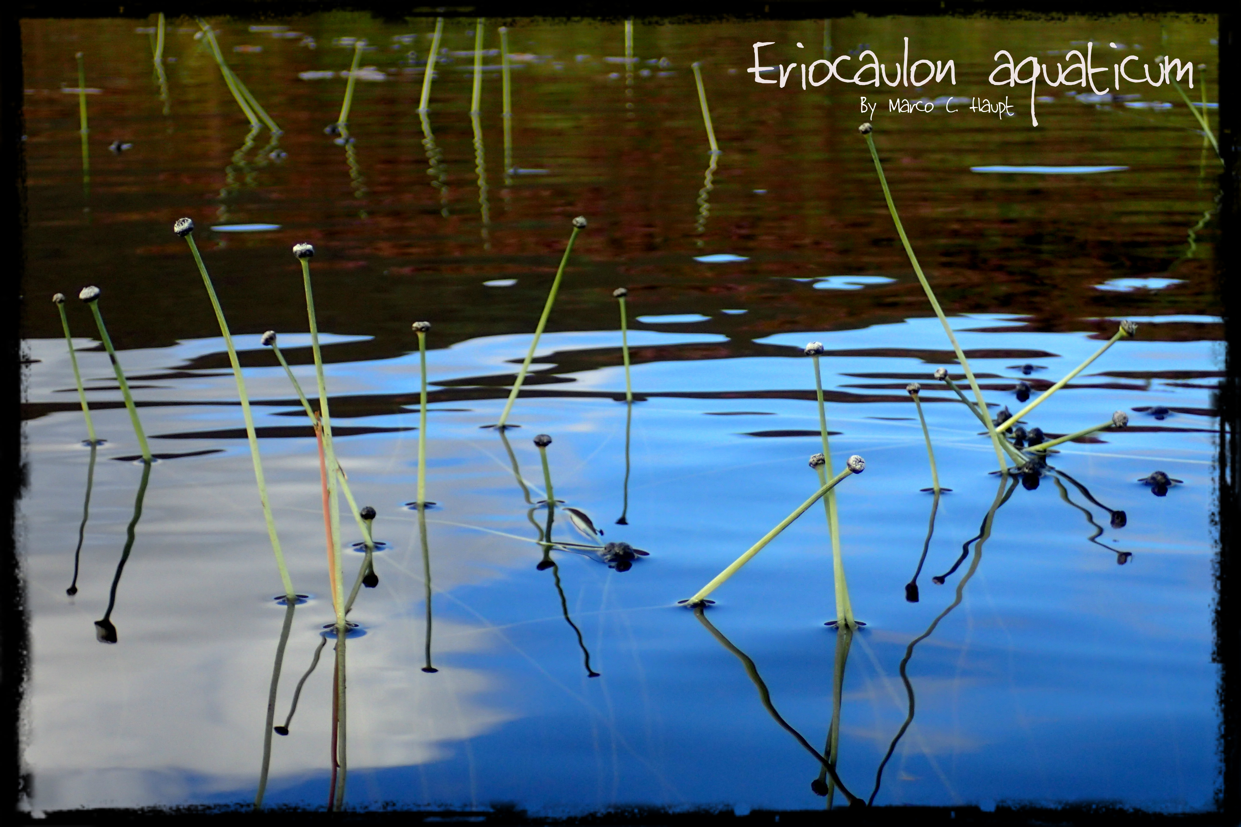 Eriocaulon aquaticum 5