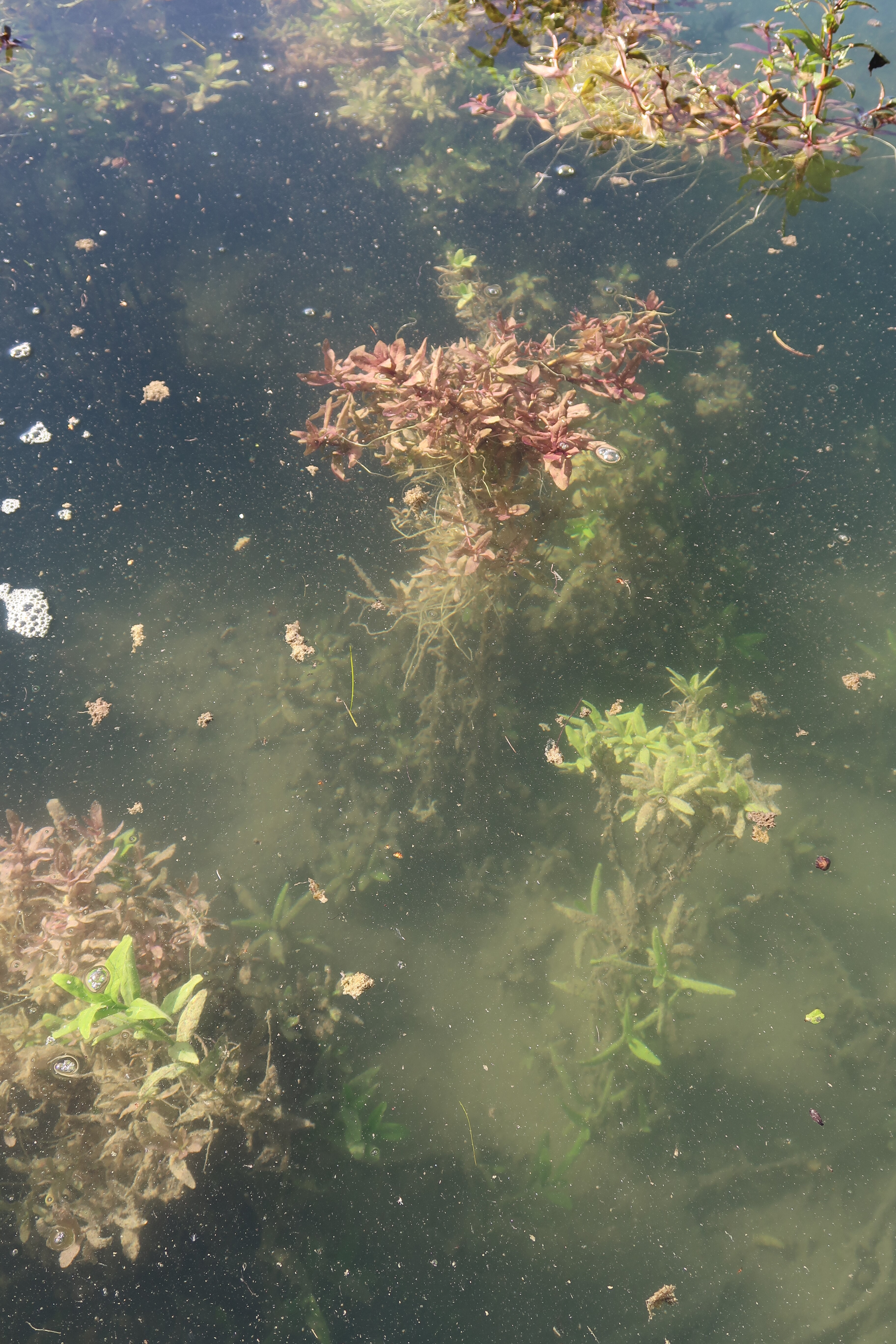 2 Pflanze rot grün.JPG