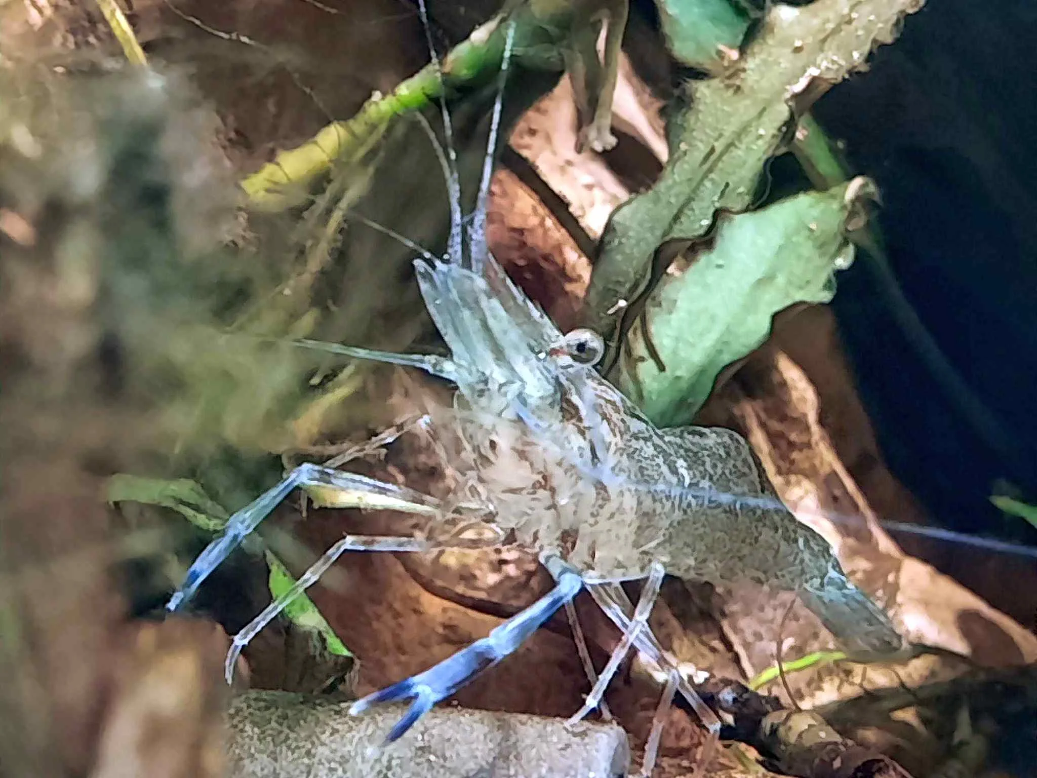 2026-02-19-Macrobrachium dayanum 2.webp