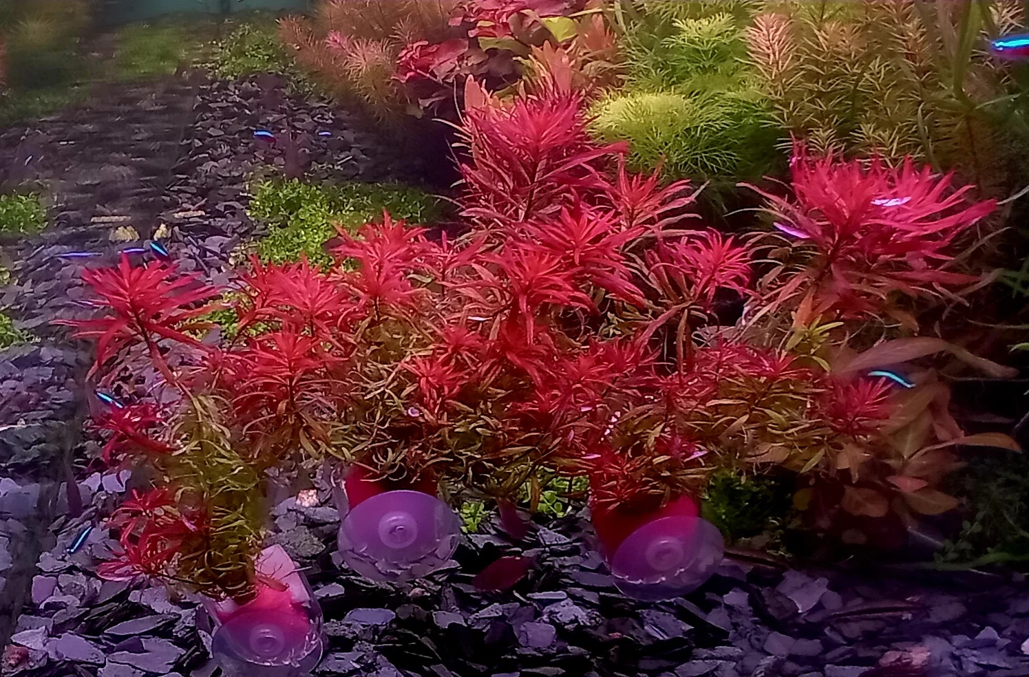 20260817_094453.webp