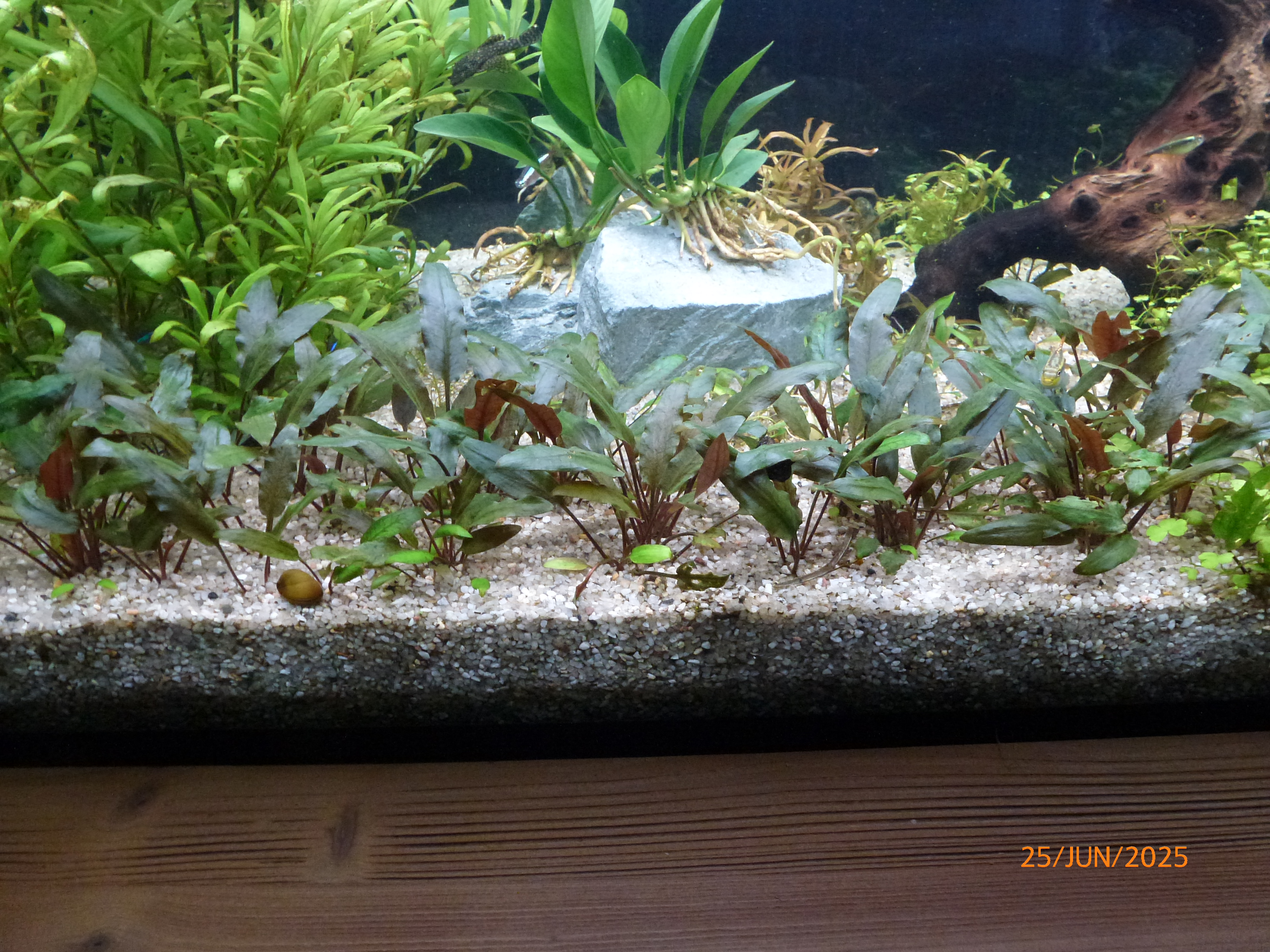 Anubias afzelii (‚congensis’) 20250625 3.JPG
