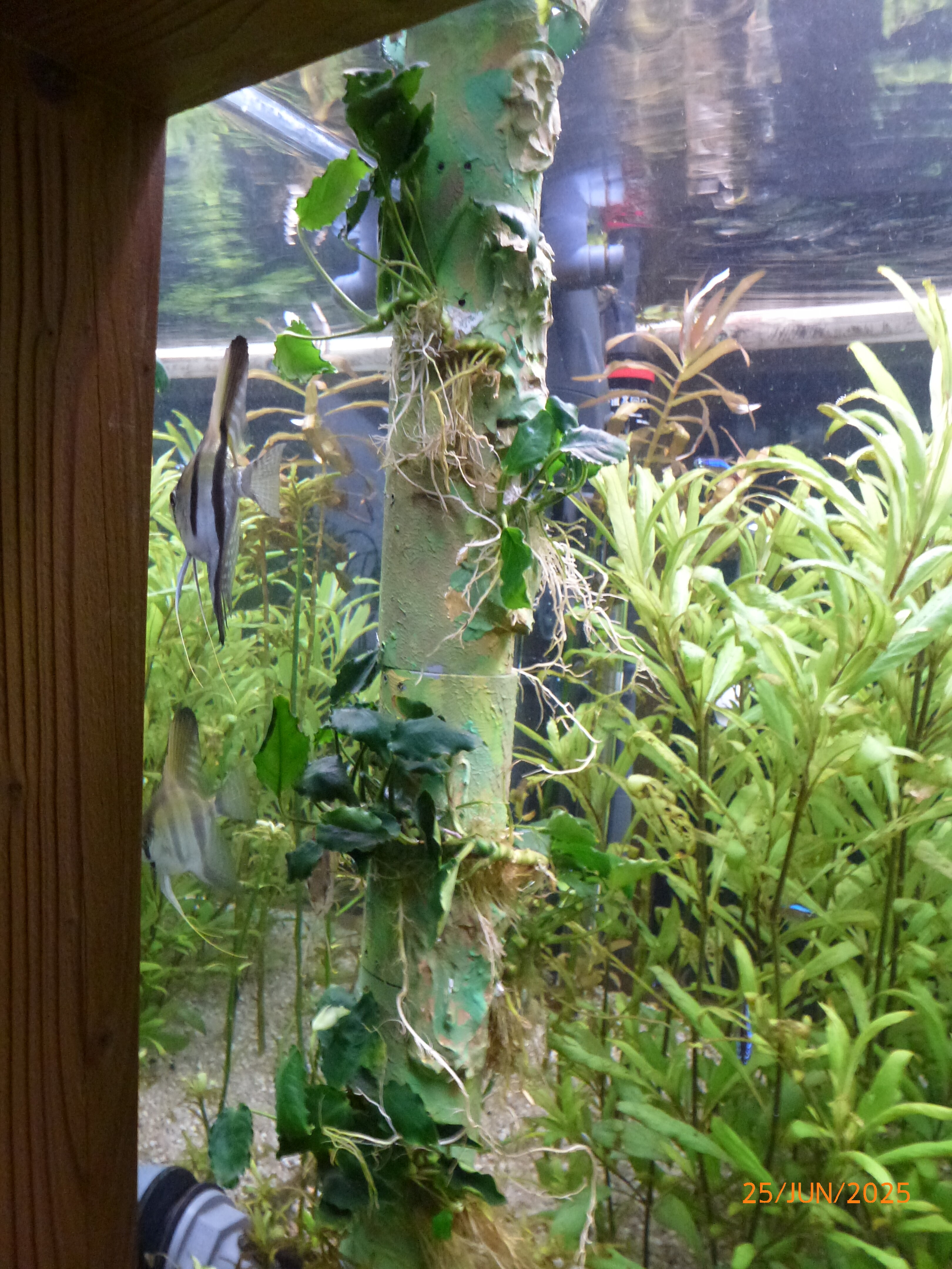 Anubias barteri var. nana 'Kirin' 20250625 1.JPG