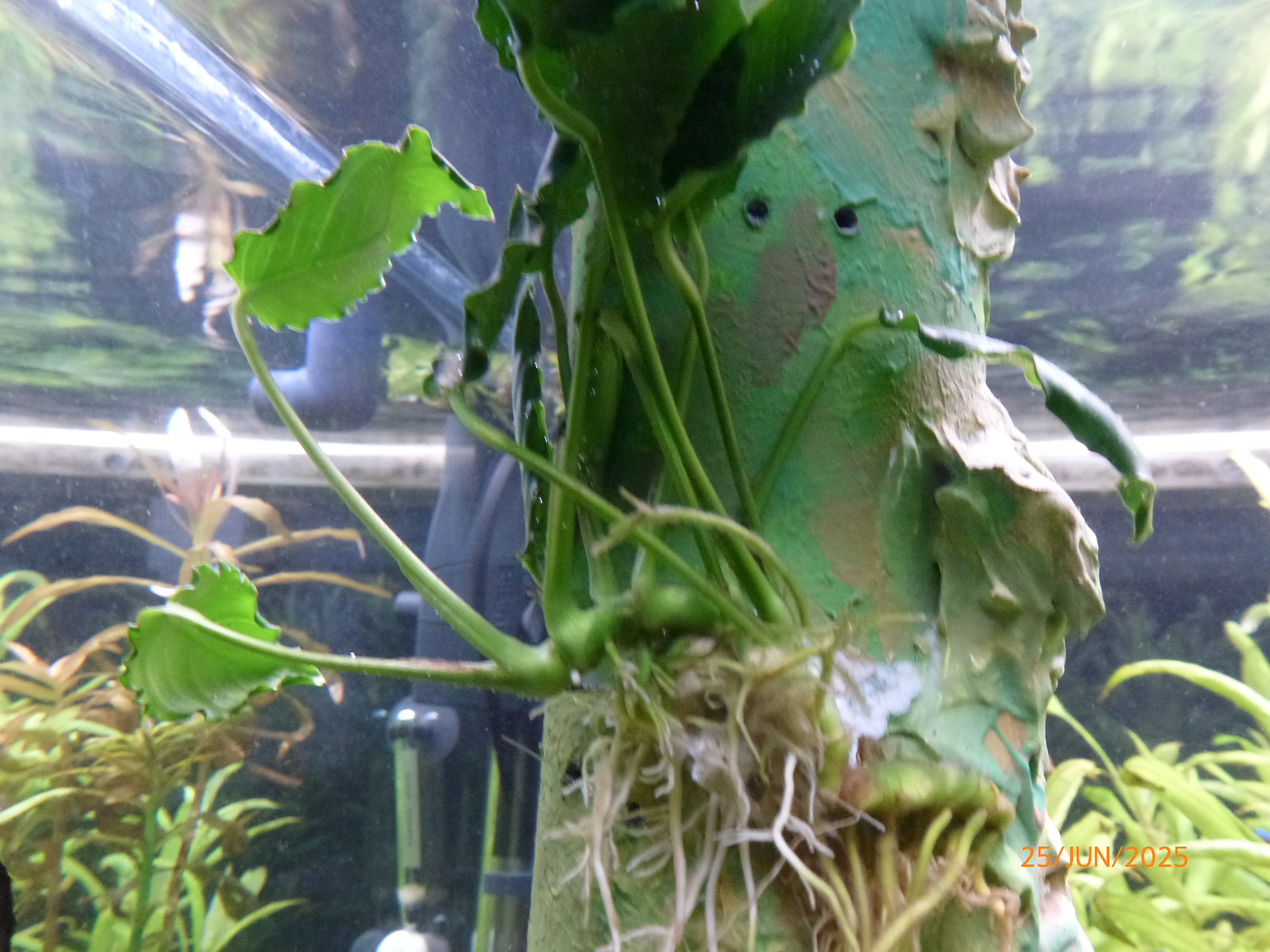 Anubias barteri var. nana 'Kirin' 20250625 4.JPG