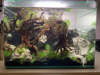 Aquarium.jpg.jpg