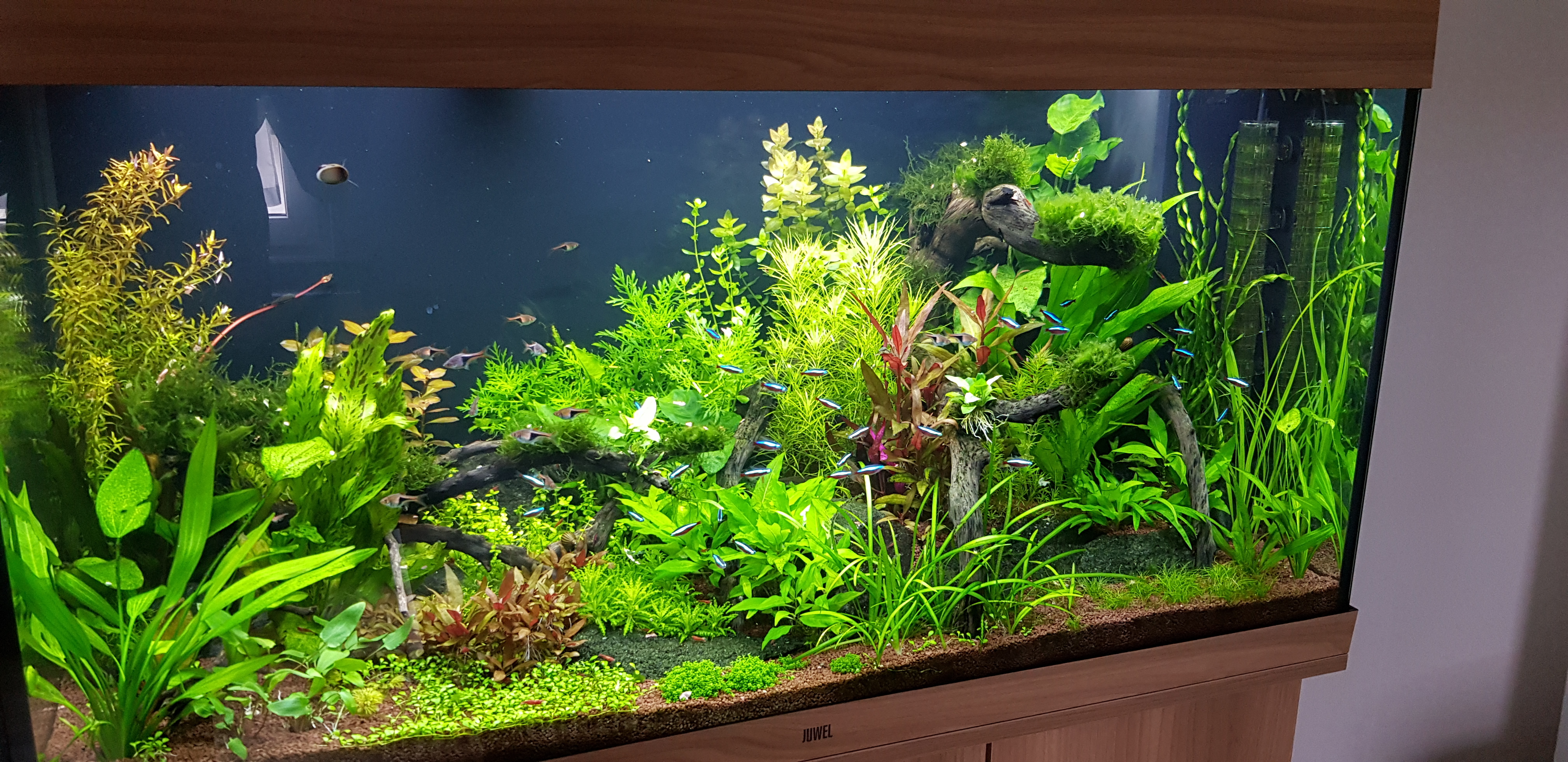 Aquarium_2018.jpg