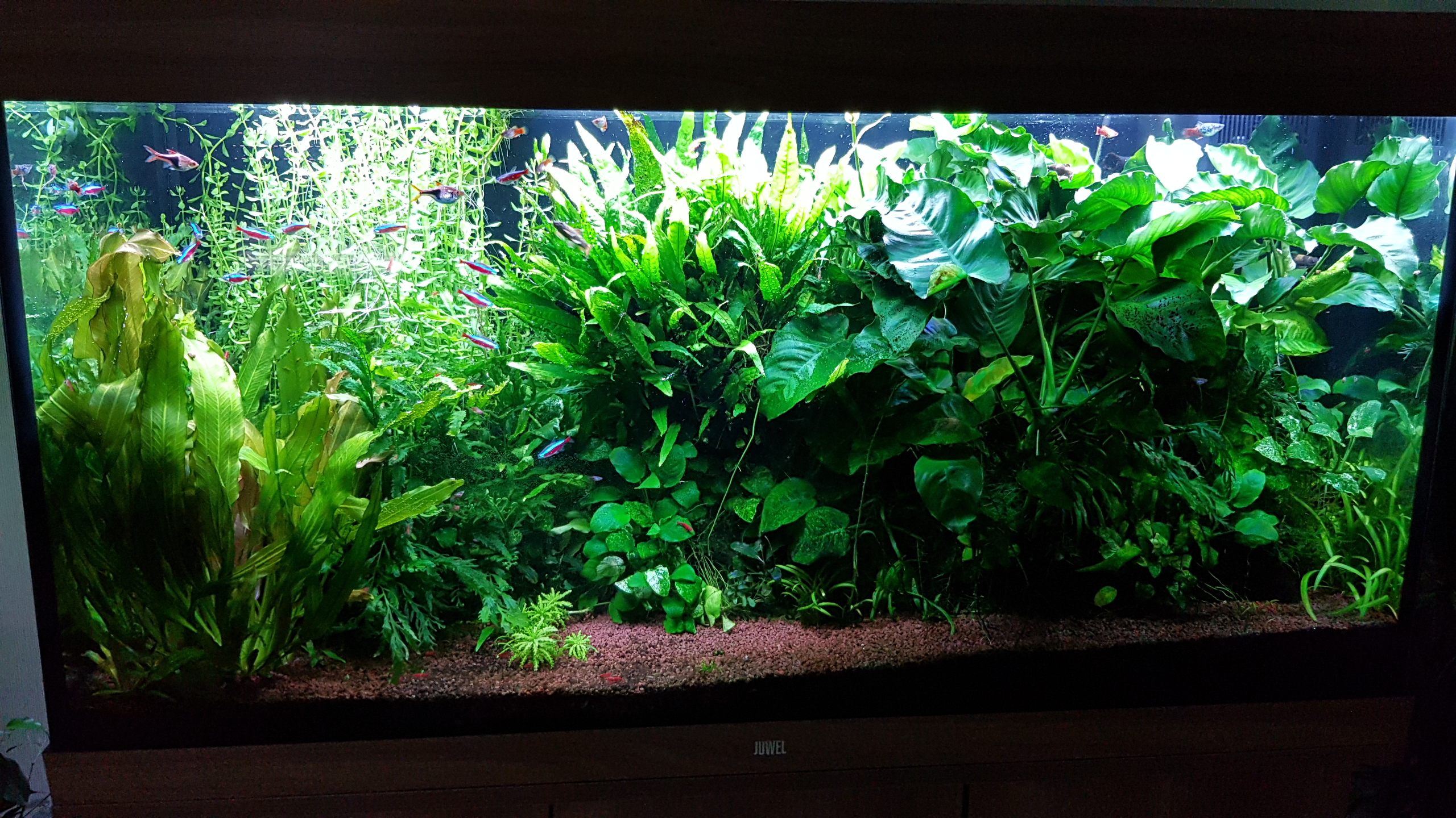 Aquarium_2021.jpg