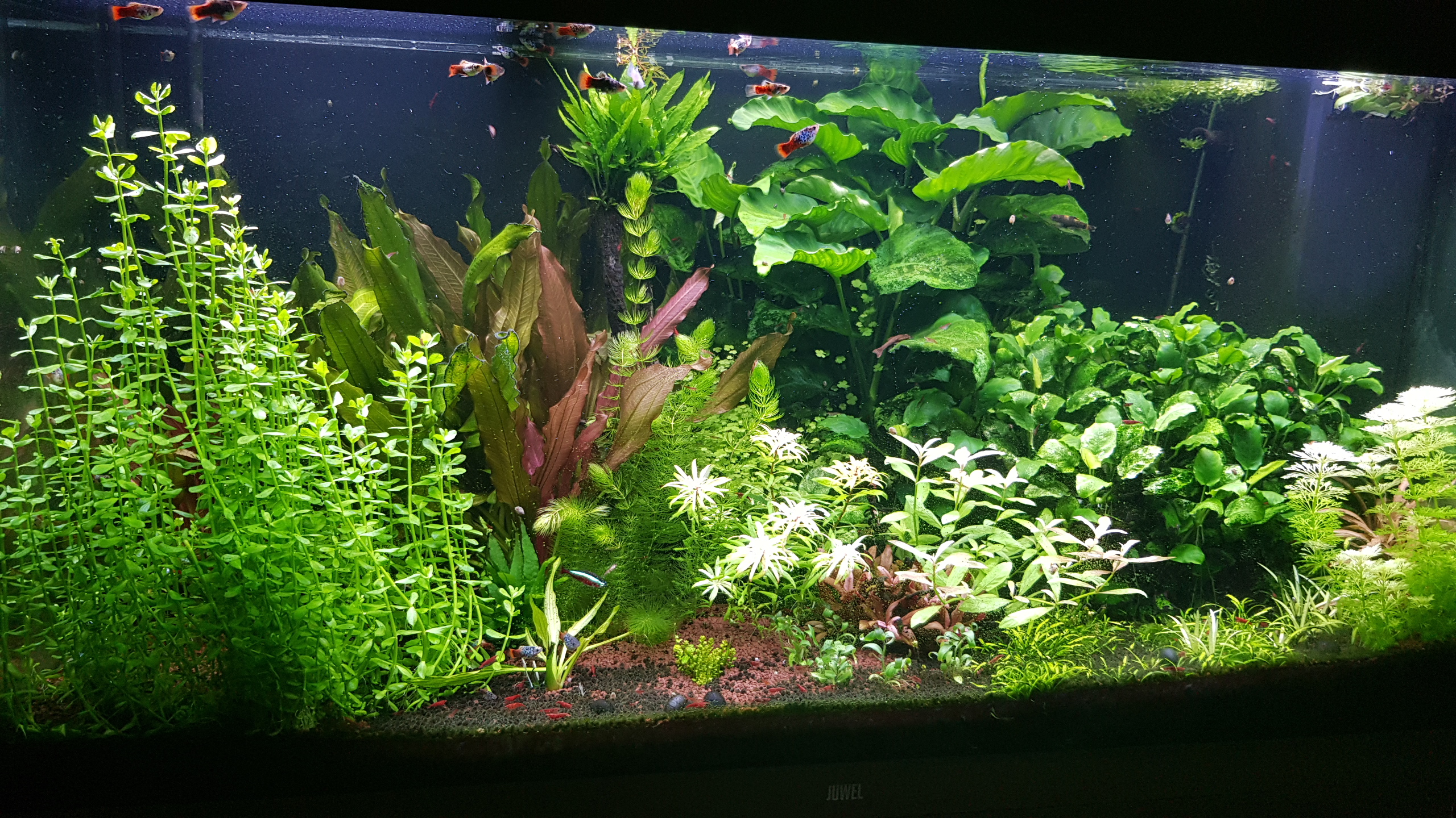Aquarium_2023.jpg