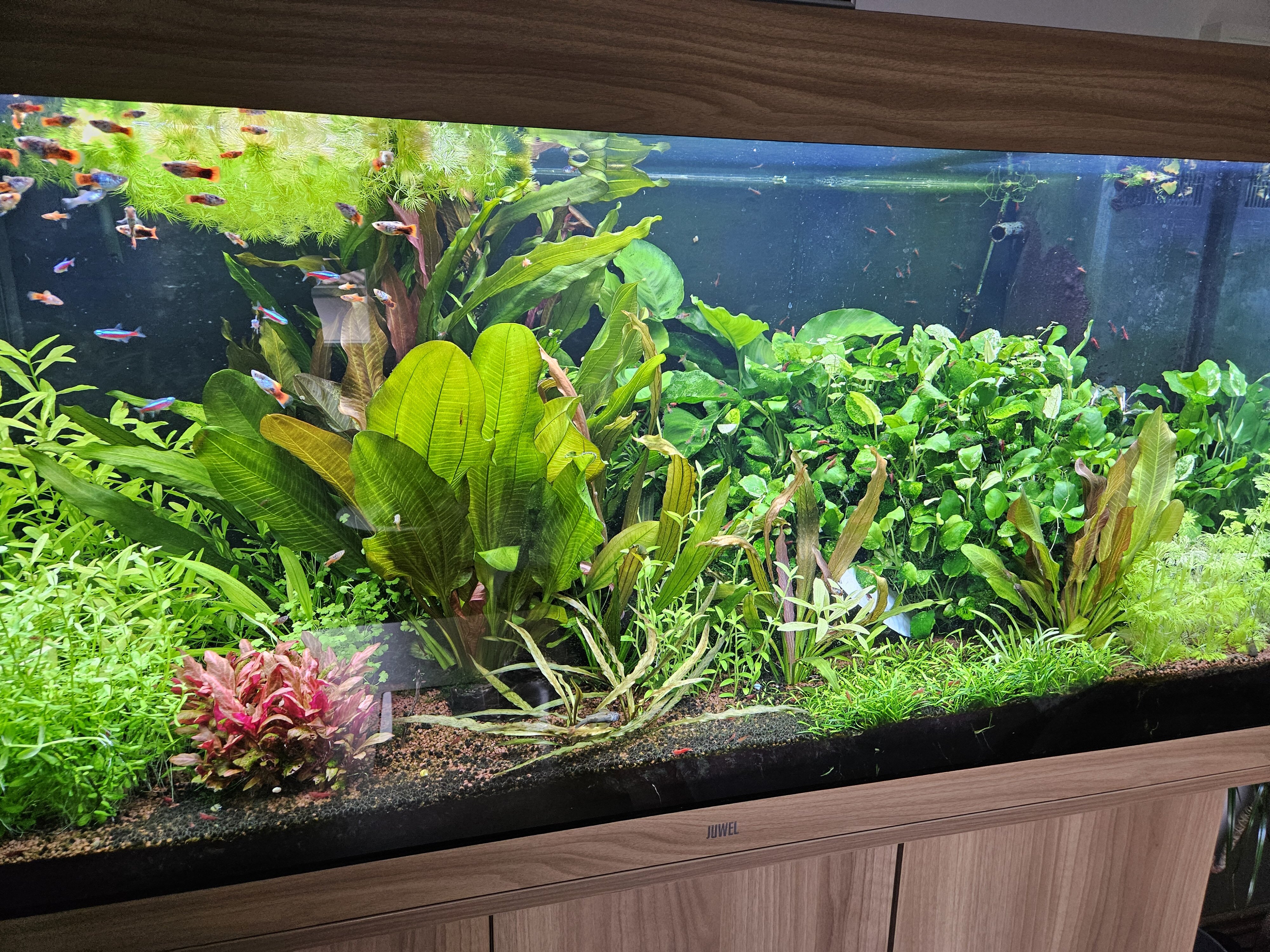 Aquarium_2024.jpg