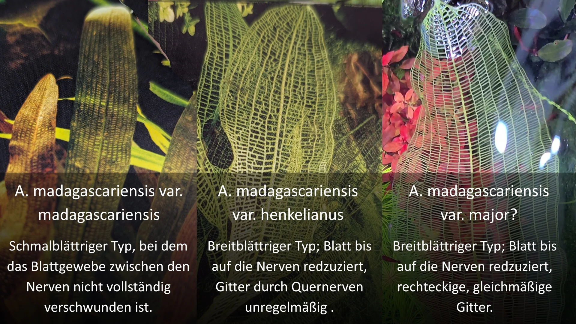 Blatt-Vergleich-a.m.var.madagascariensis-a.m.var.henkelianus-a.m.var.major.webp