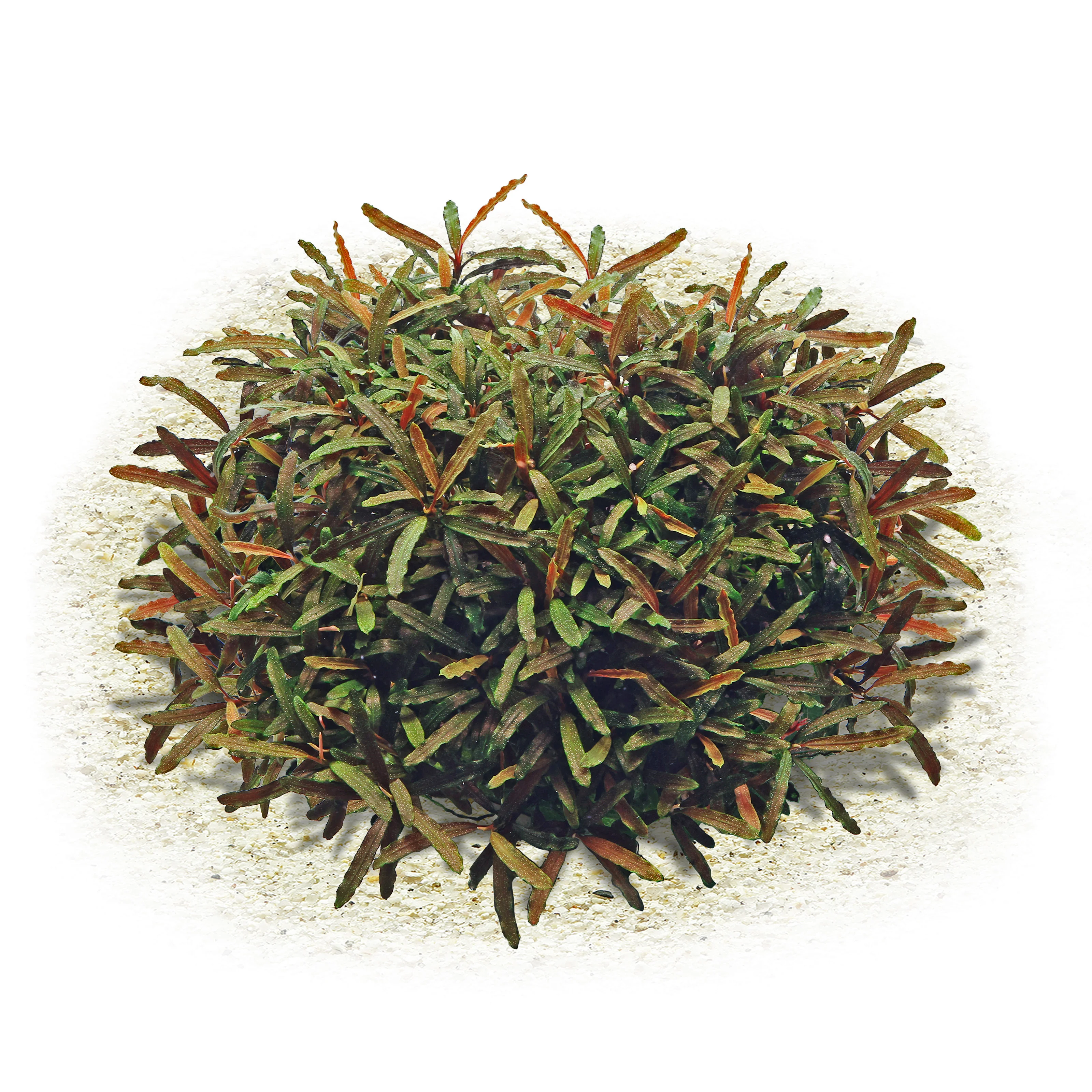 Bucephalandra_sp._''Velvet_Tricolor''_135.0425.00.webp