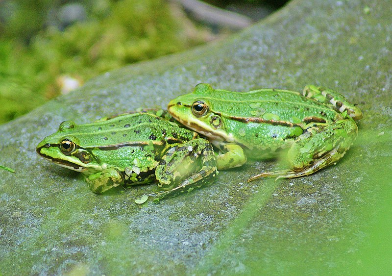 comp_DSC03092frö2.jpg